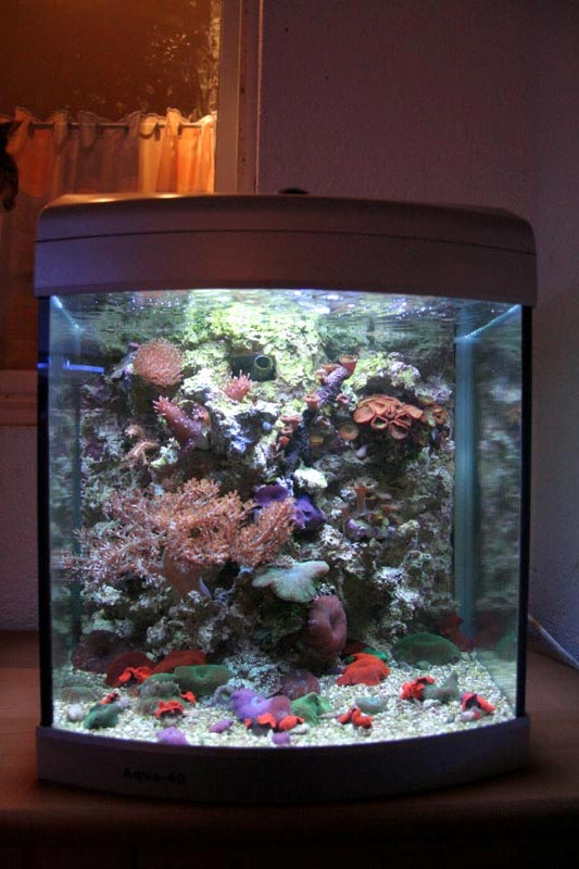 Nano Meerwasseraquarium